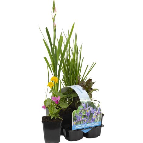 Bloomique - Lot de 6 - Plantes de bassin fleuries - Achillea - Caltha - Lobelia - Lysimachia - Mazus - Schizostylis - Zone de bassin 1-2 - Hauteur 15-25 cm - Pot 9 cm