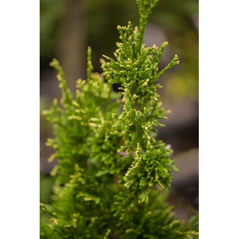 Goldspitzen-Lebensbaum 'Aurescens' Thuja plicata 'Aurescens' C 15 100- 125
