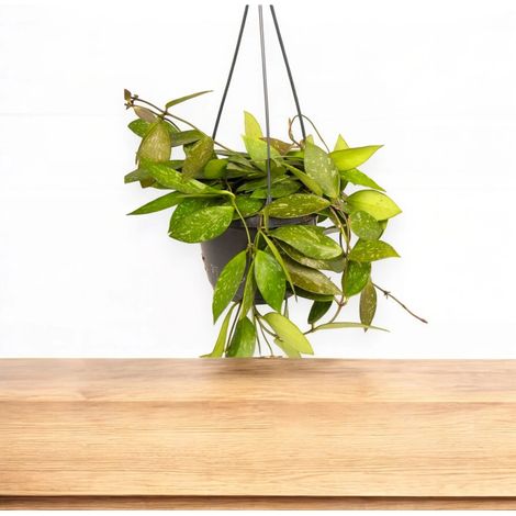 Gardenaria Hoya carnosa 'Gracilis' - Pianta da interno ornamentale - Altezza: 30 cm (vaso 14) (1/5)