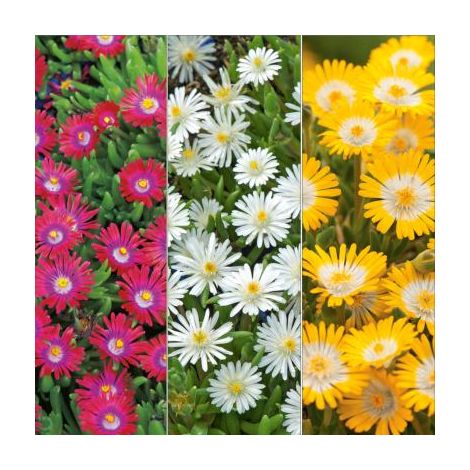 Lot de 6 godets de delospermas – Plantes vivaces pour exposition chaude et ensoleillée – Variétés résistantes et esthétiques – Fabre Graines