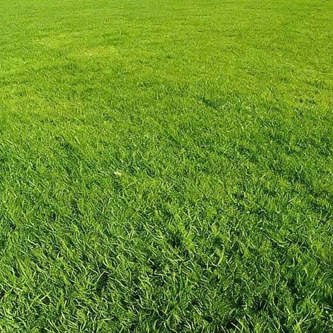 Greengrass Rasensamen, 500g, hochwertige Rasensamen, zum Begrünen und Anlegen von Rasenflächen. (1/5)
