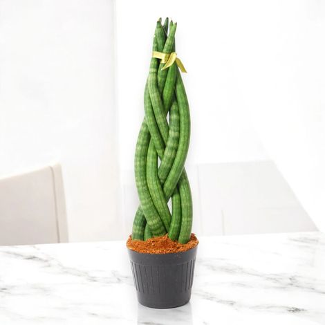 Gardenaria Sansevieria cylindrica 'Twister' - Pianta da interno ornamentale - Altezza: 40 cm (vaso 12) (1/4)