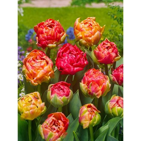 bulbi di TULIP.DOPPI TARDIVI SEL. MIX 11/12