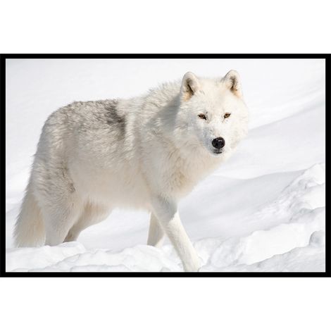 Affiche encadrée loup arctique (1/5)