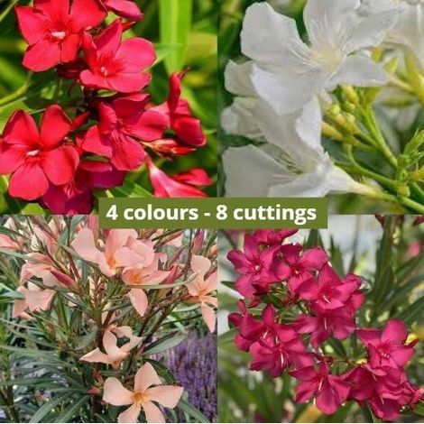 8 cuttings - nerium oleander - 2 red