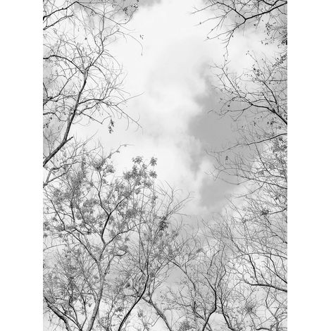 Papier peint panoramique arbre gris & blanc | Tapisserie panoramique cime des arbres moderne salon | Papier peint panoramique nature - 192 X 260 cm (4 pièces) (1/2)