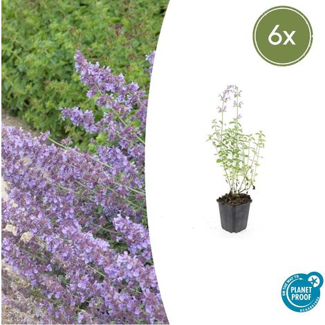 Lot de 6 Nepeta 'Walker's Low' Chataire Vivace Mellifère Fleurs Bleu Lavande 10-25 cm Ø 9 cm - PANGIVO (1/5)
