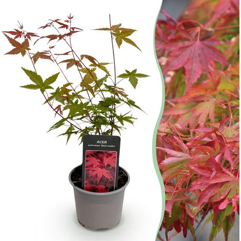 Érable du Japon Acer palmatum Beni-maiko Rouge - Plante de Jardin et Balcon - Pot 12cm H35cm - PANGIVO (1/5)