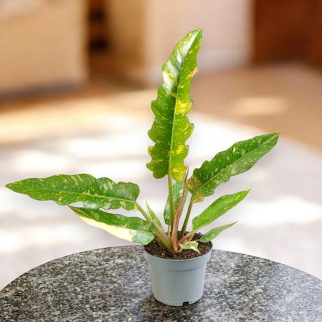 Gardenaria Philodendron ring of Fire - Pianta da interno ornamentale - Altezza: 40 cm (vaso 12) (1/5)