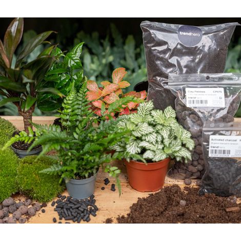Kit DIY Terrarium Plantes Jungle - Recharge avec 5 Plantes et Substrat Complet - Taille L/XL - PANGIVO