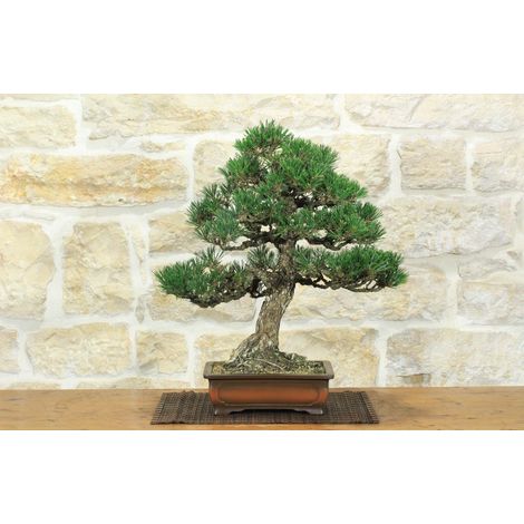 Bonsai di Pino Nero Thunbergii Kotobukii (2) (1/5)