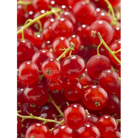 Groseillier 'Red Lake Améliorée' Pot de 2L/3L, Buisson (1/2)