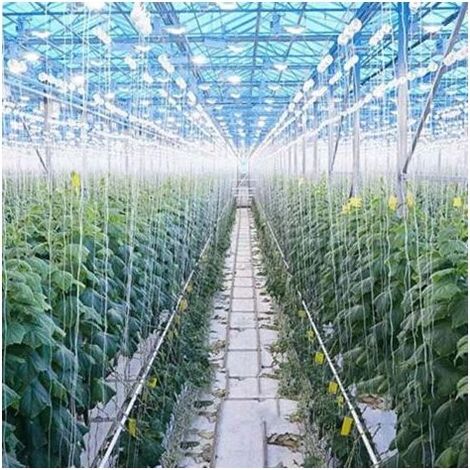 Lot de 10 crochets de support pour tomates avec ficelle de 15 m, kit de treillis de serre, crochet durable pour empêcher les tomates de pincer ou de tomber (1/3)