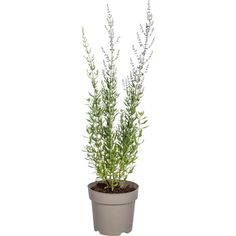 Perovskia atriplicifolia - Sauge de Russie au Feuillage Argenté - Pot Ø19cm - Hauteur 50-60cm - PANGIVO (1/4)