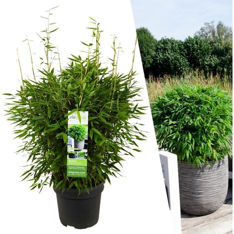 Bambou Non Traçant Fargesia Moontears Boobux Idéal Haie et Jardin - Pot Ø 29 cm - 70 cm - PANGIVO (1/5)