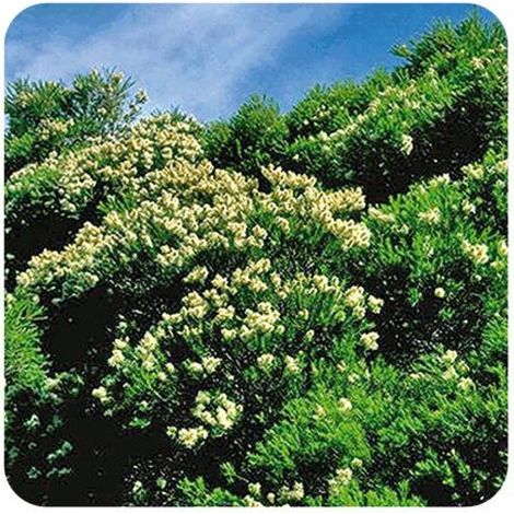 Pranarom Tea Tree Essential Oil 10ml (1/2)