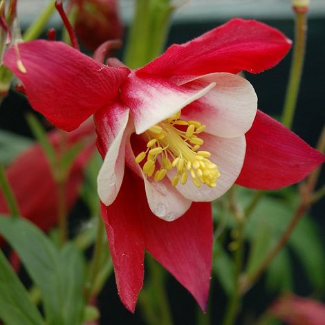 4 x Ancolie  - Aquilegia 'Crimson Star'  - godet 9x9 cm