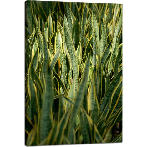 Leinwanddruck Botanik Grünes Gras 40x60 cm