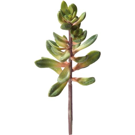 Hobby Kalanchoe, Höhe 20 cm