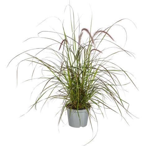 Lot de 4 Graminées Pennisetum x advena Rubrum Pourpre Ø13cm Hauteur 50-60cm - PANGIVO (1/3)