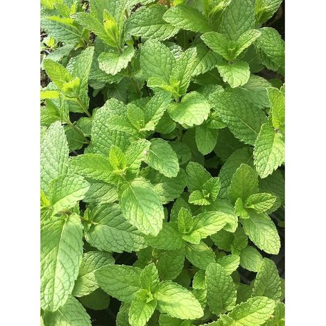 1000 Graines de Menthe Verte (Mentha Spicata) Heirloom Non OGM – Plante Aromatique Vivace pour Jardin Cuisine Maison (1/5)