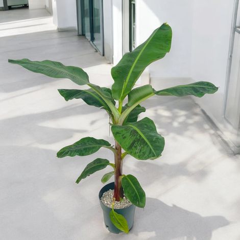 Gardenaria Musa 'Dwarf Cavendish' - Pianta da interno ornamentale - Altezza: 90 cm (vaso 21) (1/5)