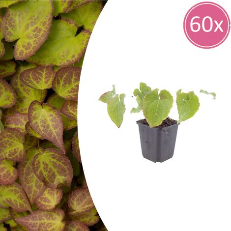 Epimedium perralchicum 'Frohnleiten' Lot de 60 Plantes Couvre-sol Ombre Fleurs Jaunes Pot Ø 9 cm - PANGIVO (1/5)
