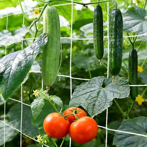Filet Plante Grimpante Exterieur Filet pour Plantes Grimpantes avec Mailles de 15 cm Filets pour Jardin Potager Serre Treillis Concombre, Tomates (1.5m x 4.5m) (1/5)
