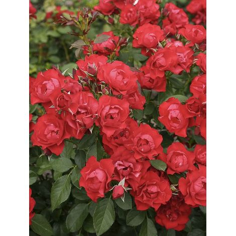 Rosier à fleurs groupées 'Black Forest Rose' Pot de 10 cm/11cm, Issu de bouture