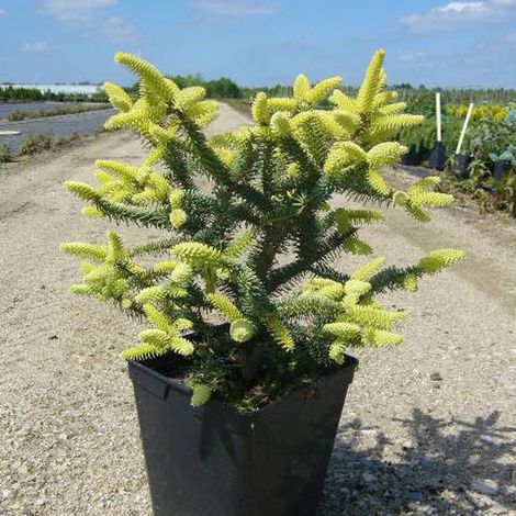 Sapin d'Andalousie doré, Abies pinsapo/Pot de 5L - 40/60 cm (1/5)