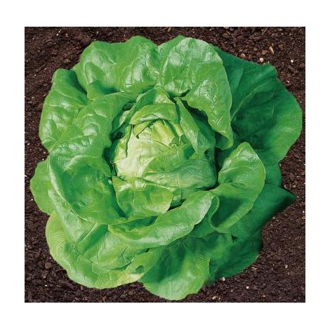 LAITUE ADELYS - 75 GRAINES - GRAINES DE LÉGUMES