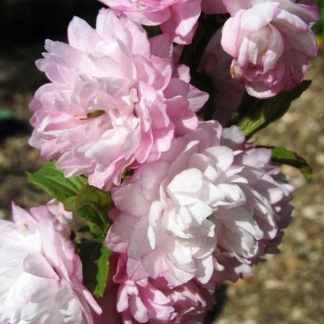 Cerisier à fleurs 'Rosea Plena' - 30-40 cm pot (1/5)