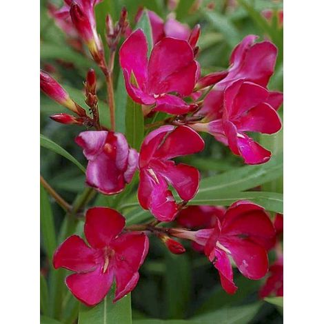 Laurier rose 'Italia' Pot de 3L/4L, Touffe