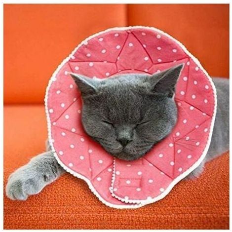 Collare post-operatorio per cani e gatti, comodo, impermeabile, antigraffio, con chiusura regolabile. (1/2)