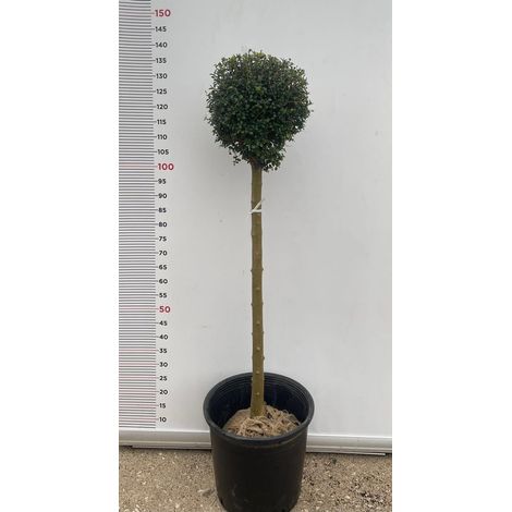 PIANTA DI LIGUSTRUM JONANDDRUM IN VASO ALBERELLO 1/2 FUSTO (foto reali) LIGUSTRO