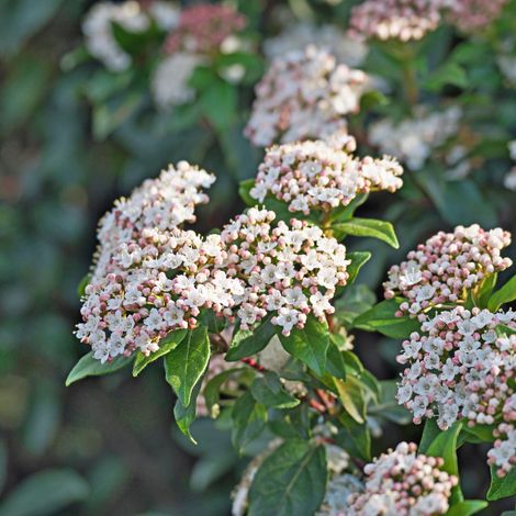 Viorne tin ladybird - Viburnum tinus ladybird Pot 2L