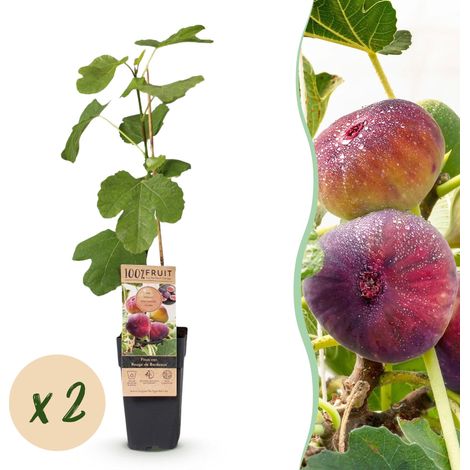 Figuier Rouge de Bordeaux Ficus Carica Rustique Fruits Comestibles Lot de 2 - 50 cm - PANGIVO (1/5)