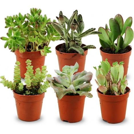 Lot de 6 Mini Succulentes - Plantes Grasses Faciles d'Entretien - Ø 5,5 cm - Hauteur 5-10 cm - PANGIVO (1/4)