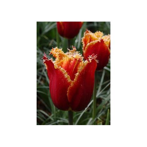 Tulipe 'Fabio' Bulbe calibre 11+ (par 10) (1/3)