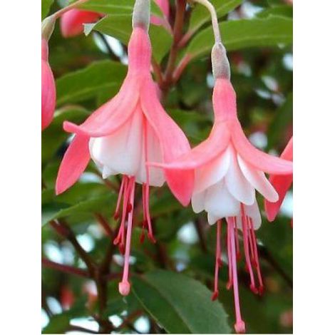 Fuchsia 'Lady Thumb' Godet de 8/9 cm (1/2)