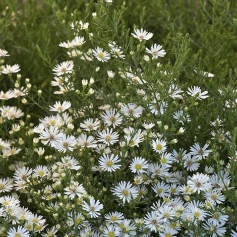 Aster d'automne Monte Cassino/Lot de 9 godets