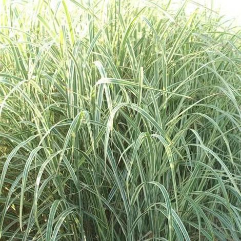 Miscanthus, Roseau de Chine Dixieland/Godet (1/2)