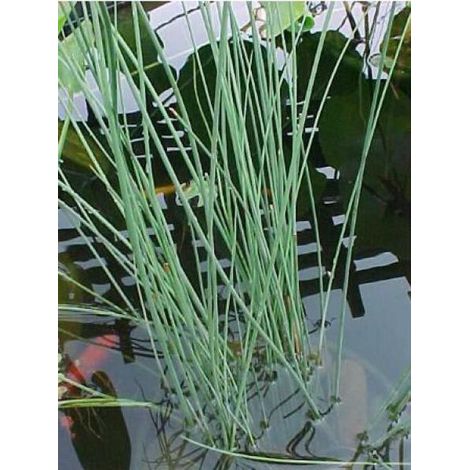 Jonc glauque, Jonc des jardiniers Pot de 2L/3L (1/4)