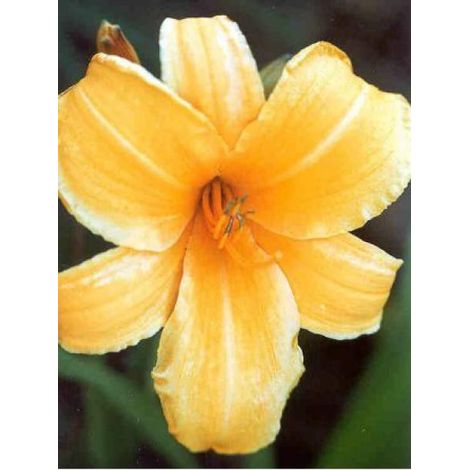 Lis d'un jour, Hémérocalle 'Chicago Sunrise' Godet de 8/9 cm