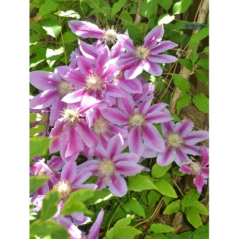 Clématite 'Dr. Ruppel' Pot de 2L/3L (1/2)