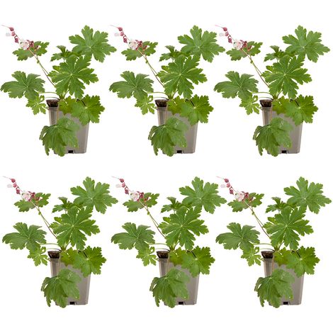 Bloomique - Lot de 6 - Géranium macrorrhizum ‘Spessart’ - Géranium couvre-sol - Floraison abondante - Rustique - Vivace - Parfumée - Hauteur 10-20 cm - Pot 9 cm