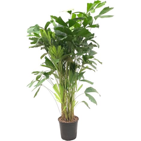 Palmier Queue de Poisson Caryota Mitis Plante d'Intérieur Tropicale Vert 150 cm Pot Ø 27 cm - PANGIVO (1/4)