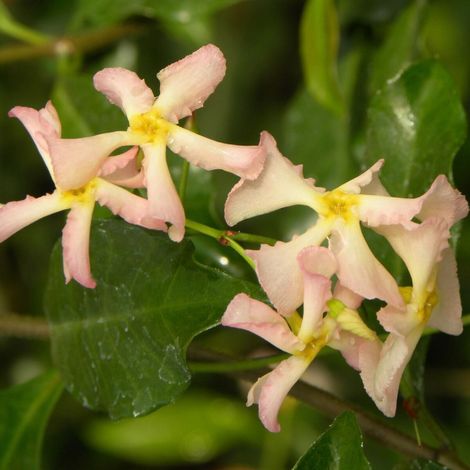 Jasmin étoilé Pink Showers®, Jasmin persistant rose, Trachelospermum/Pot de 1,5L - Tuteur bambou 30/60 cm (1/5)
