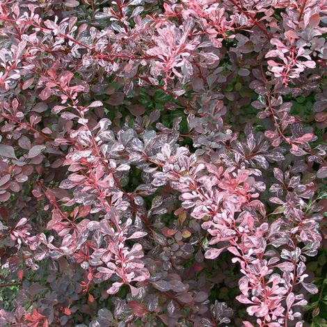 Épine-vinette à feuilles 'Rose Glow' - 30-40 cm pot (1/4)