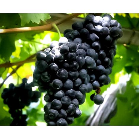 Planta Parra Uva de Mesa Autumn Black. Alta Producci�n